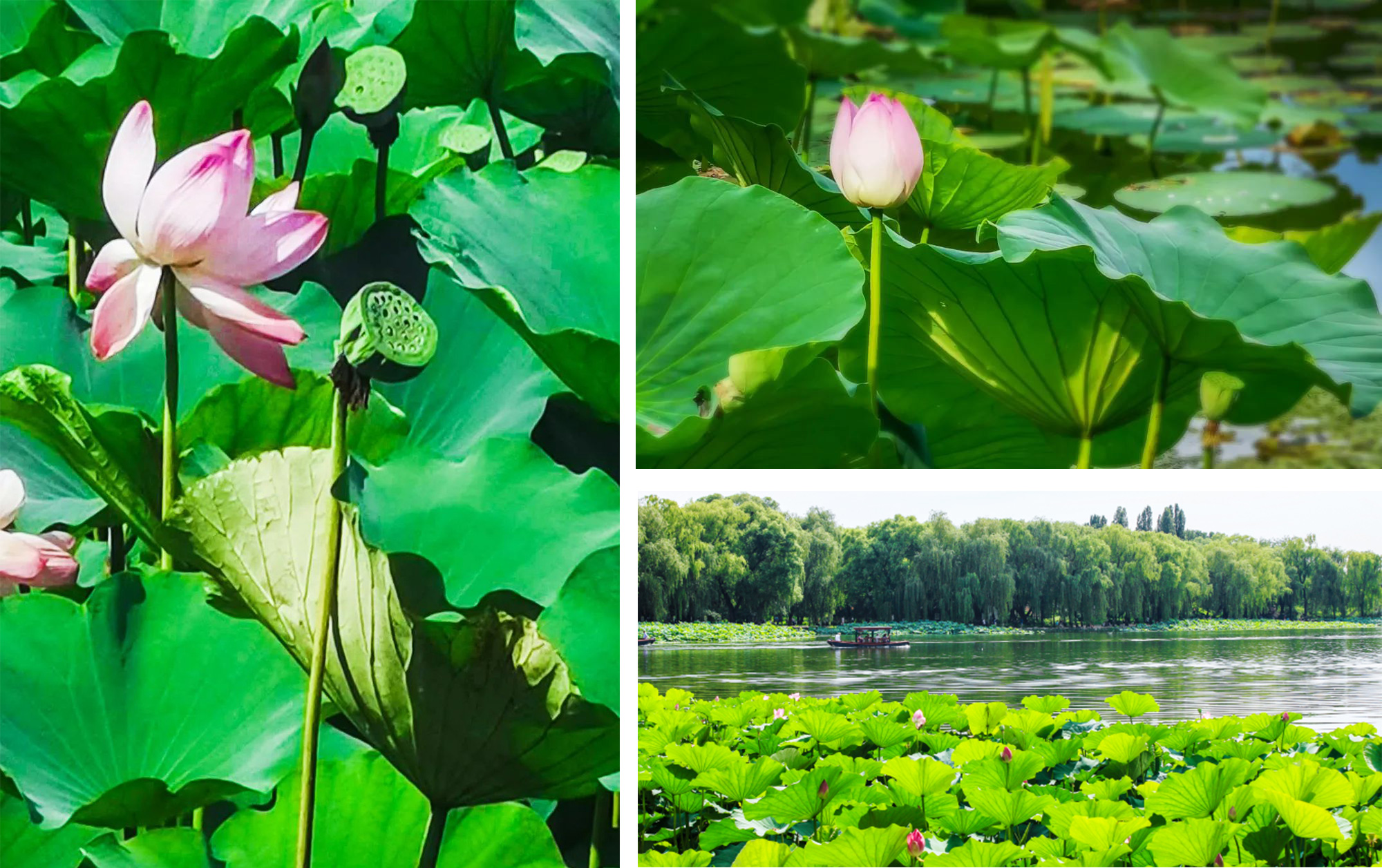 道可特合伙人生活会携手乐律俱乐部圆明园清凉赏荷之旅掠影 道可特合伙人生活会携手乐律俱乐部圆明园清凉赏荷之旅掠影
